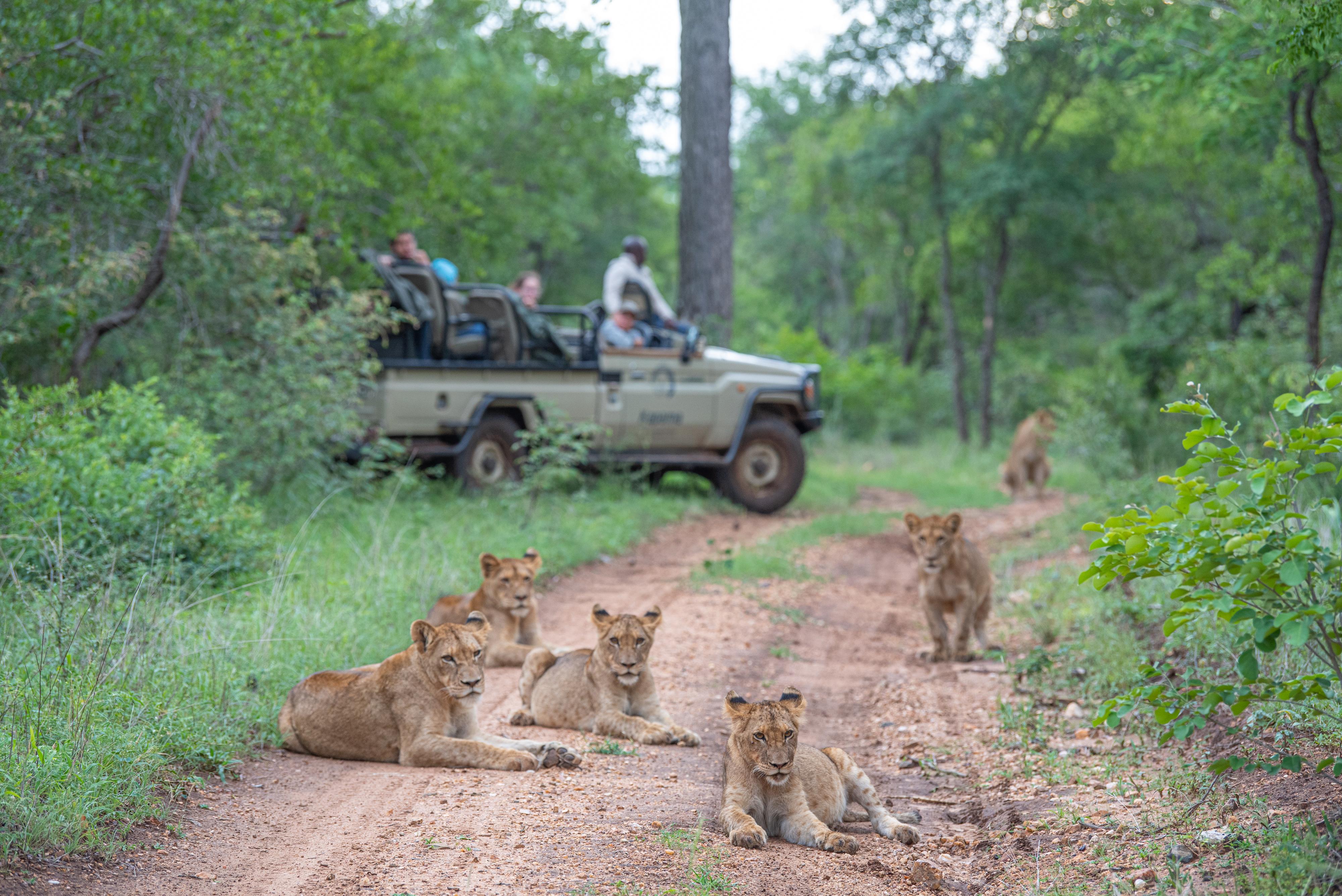 Kapama Southern Camp Hoedspruit Kültér fotó